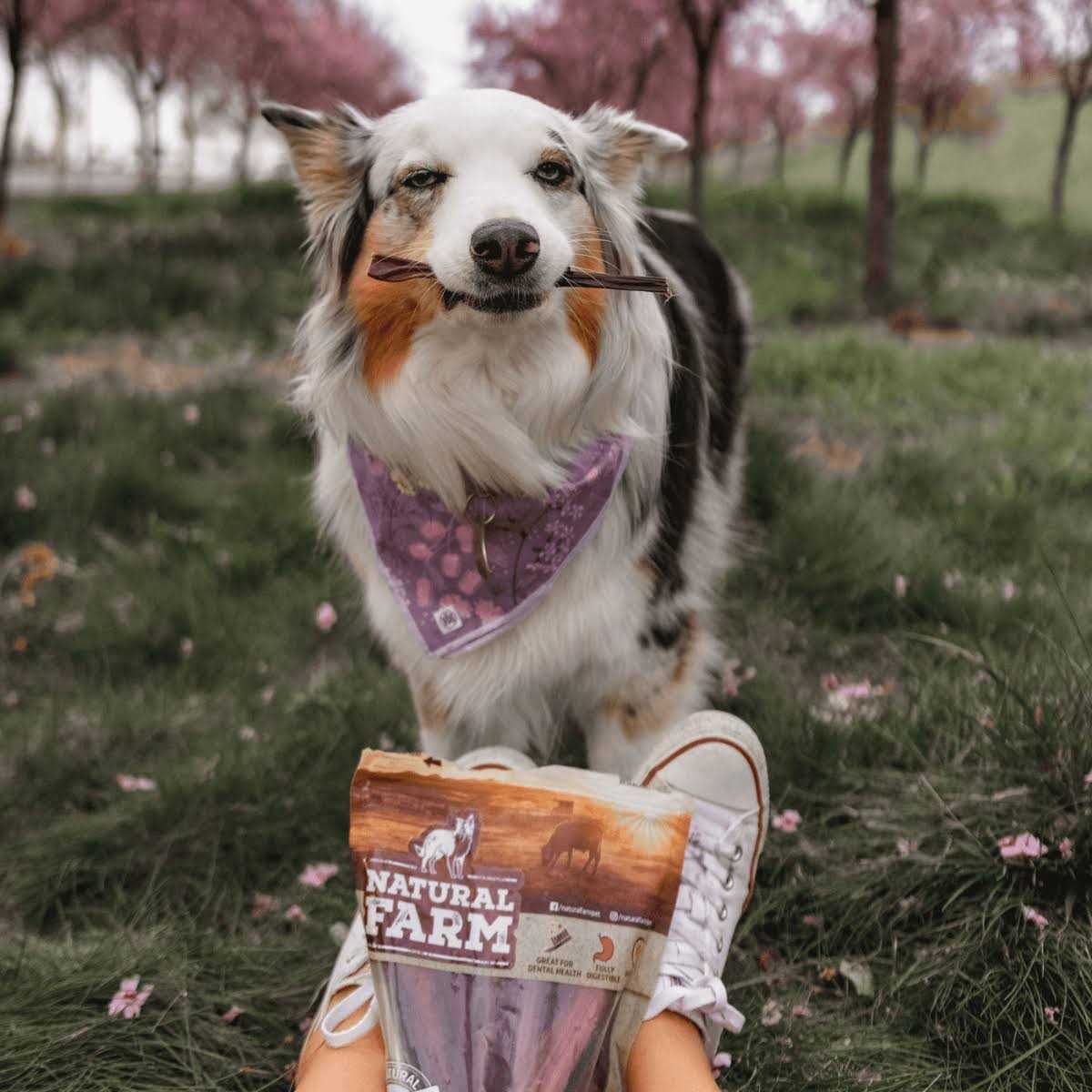 Thin Grain-Free Beef Bully Sticks S356
