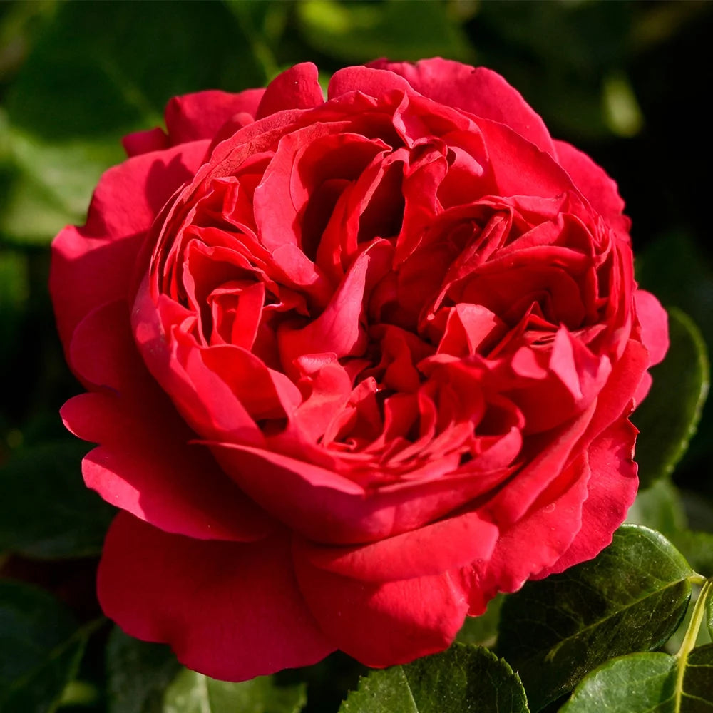 Red Climbing Rose Bush C75853