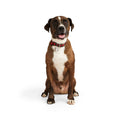 Buffalo Checkered Dog Collar S820014