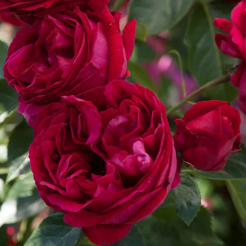 Red Climbing Rose Bush C75853