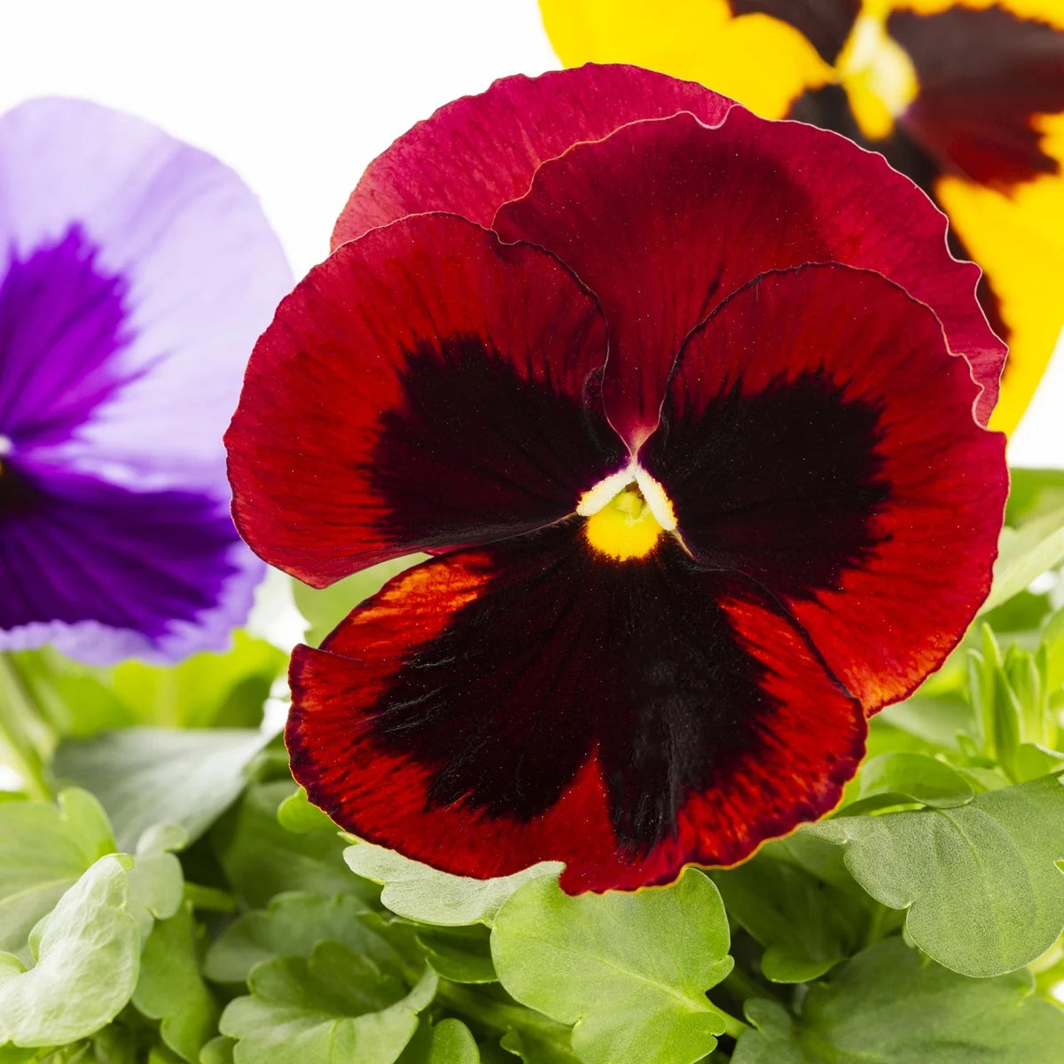 Multicolor Pansy Live Plant Grower Pot 6 Pack L491871
