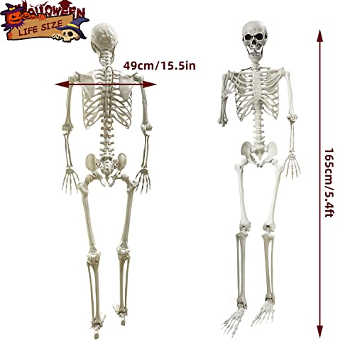 5.4Ft Halloween Life Size Human Skeleton with Movable Joints S960