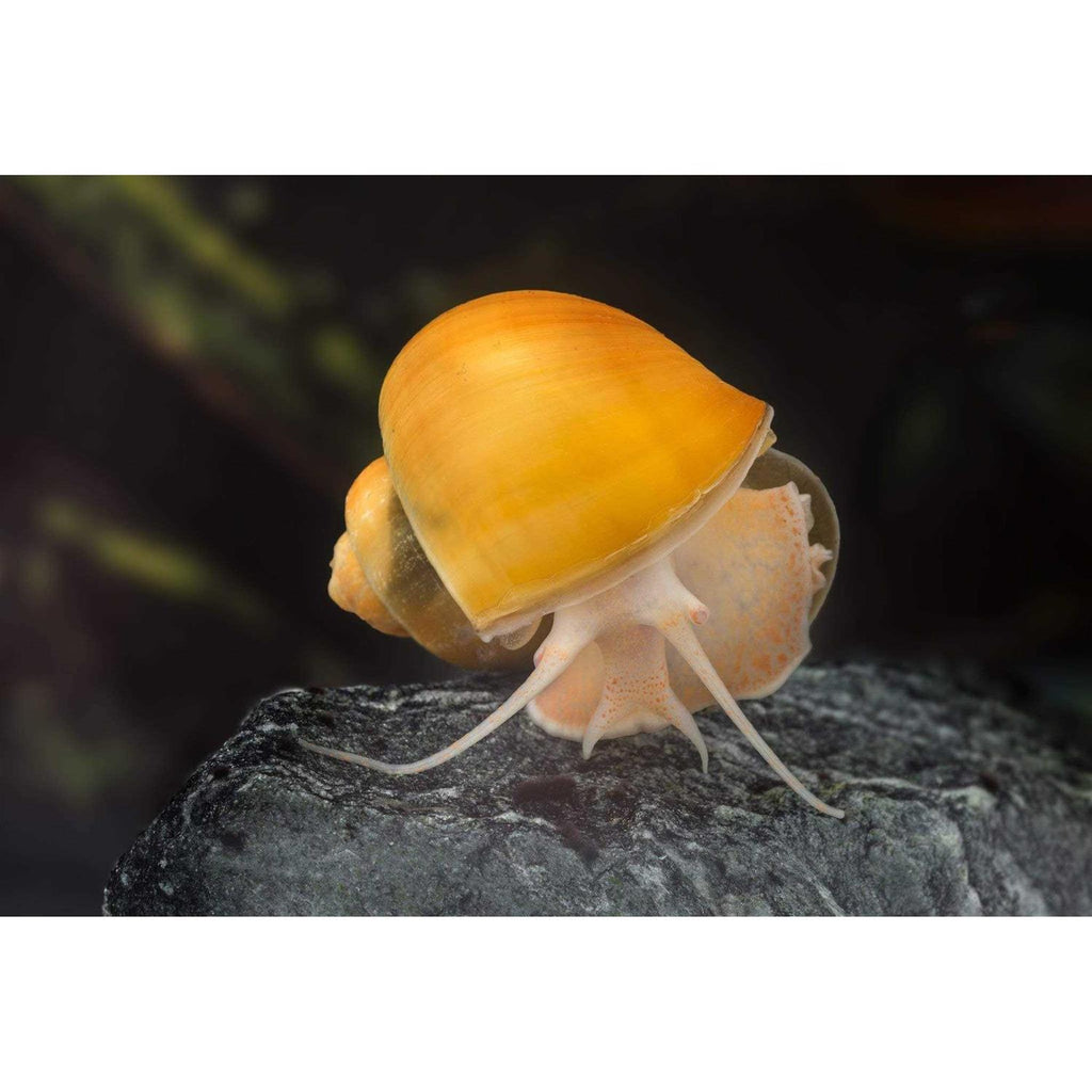 Aquatic Freshwater Snail Food Mix with Calcium B793