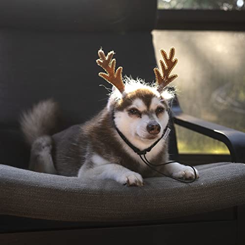 Dog Headband N105478