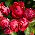 Red Climbing Rose Bush C75853