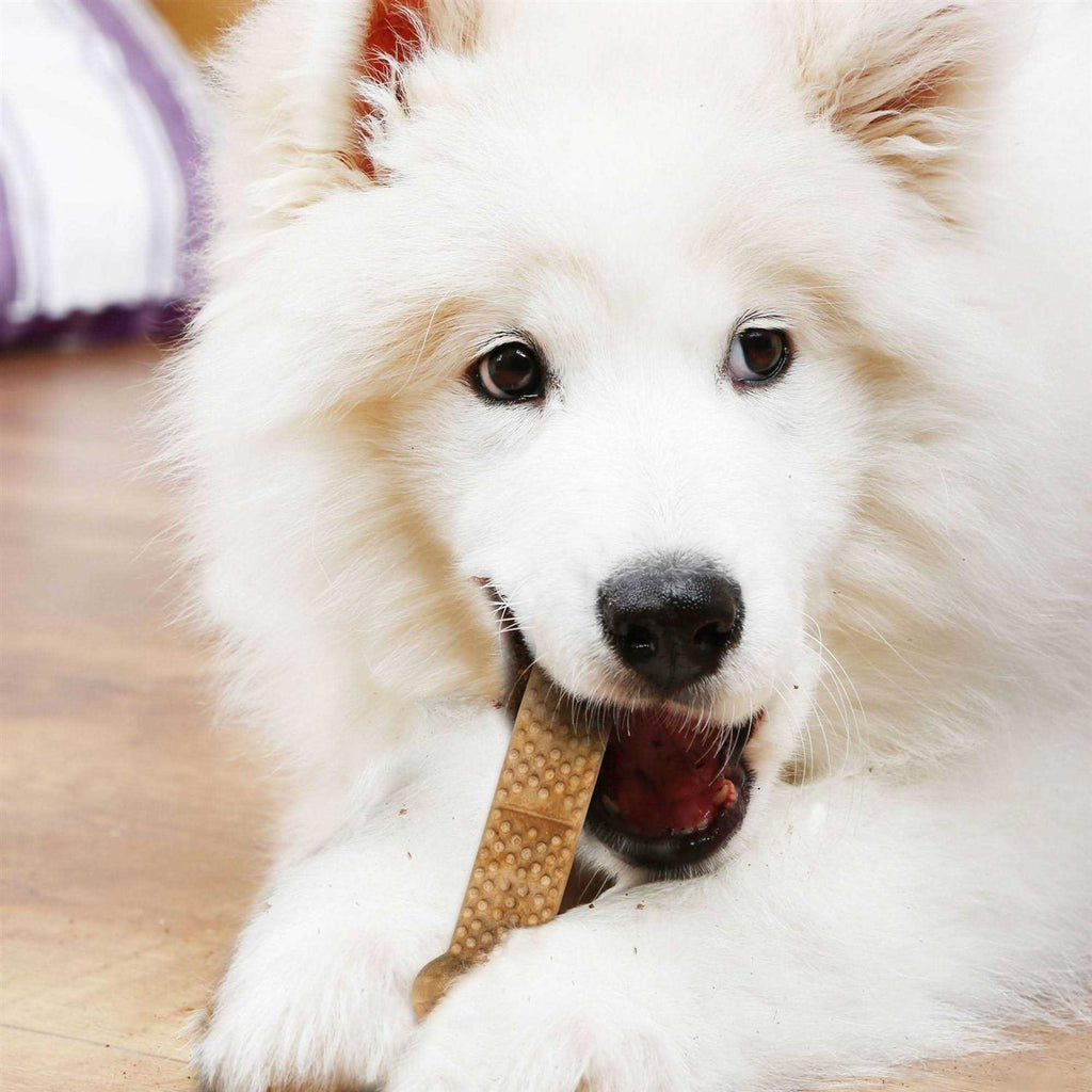 Large Dog Chews N42307