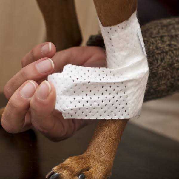Pets Bandages Y569978
