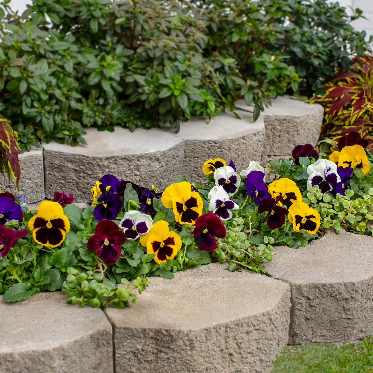 Multicolor Pansy Live Plant Grower Pot 6 Pack L491871