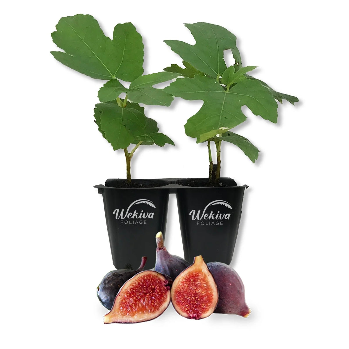 2 Live Tissue Culture Starter Fig Tree F30024