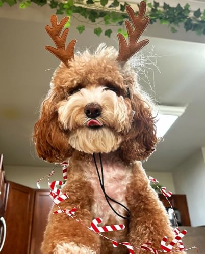 Dog Headband N105478