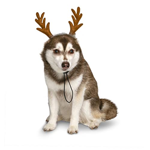 Dog Headband N105478