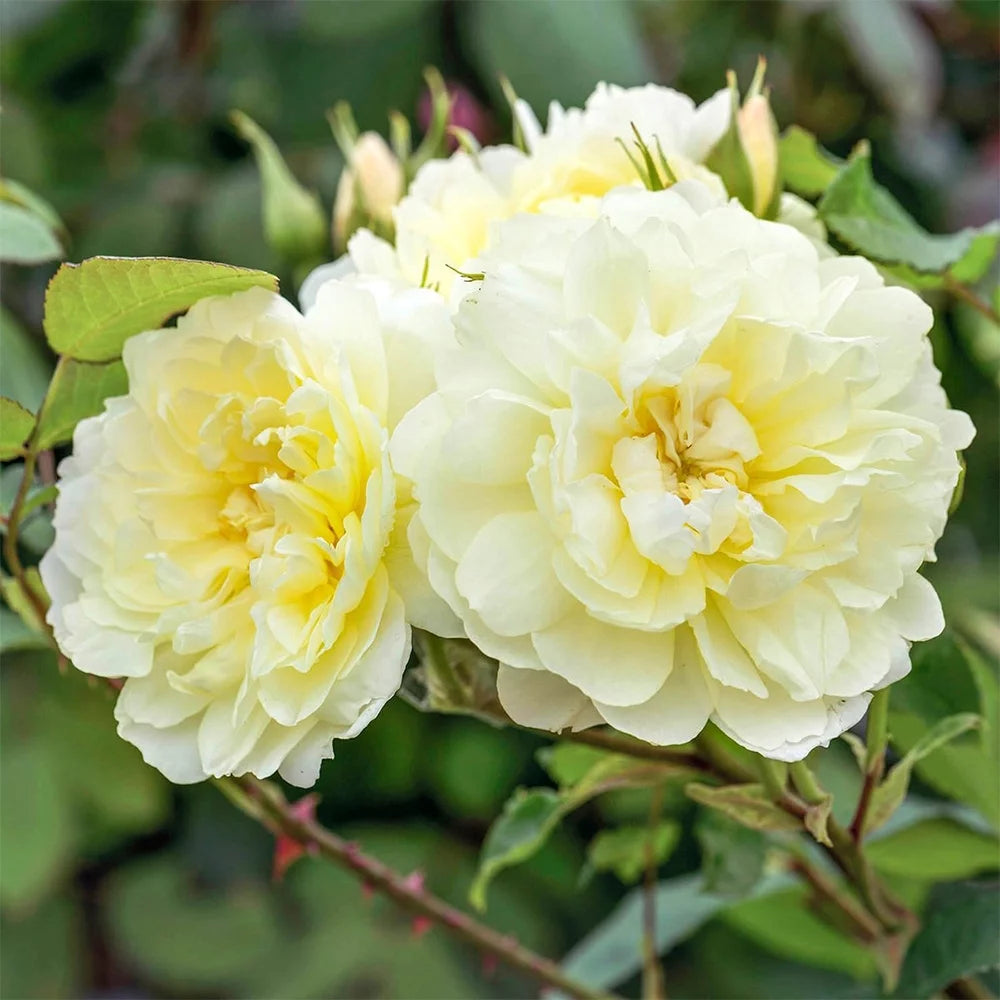 One Gallon David Austin Rose S287