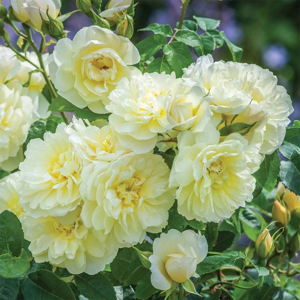 One Gallon David Austin Rose S287