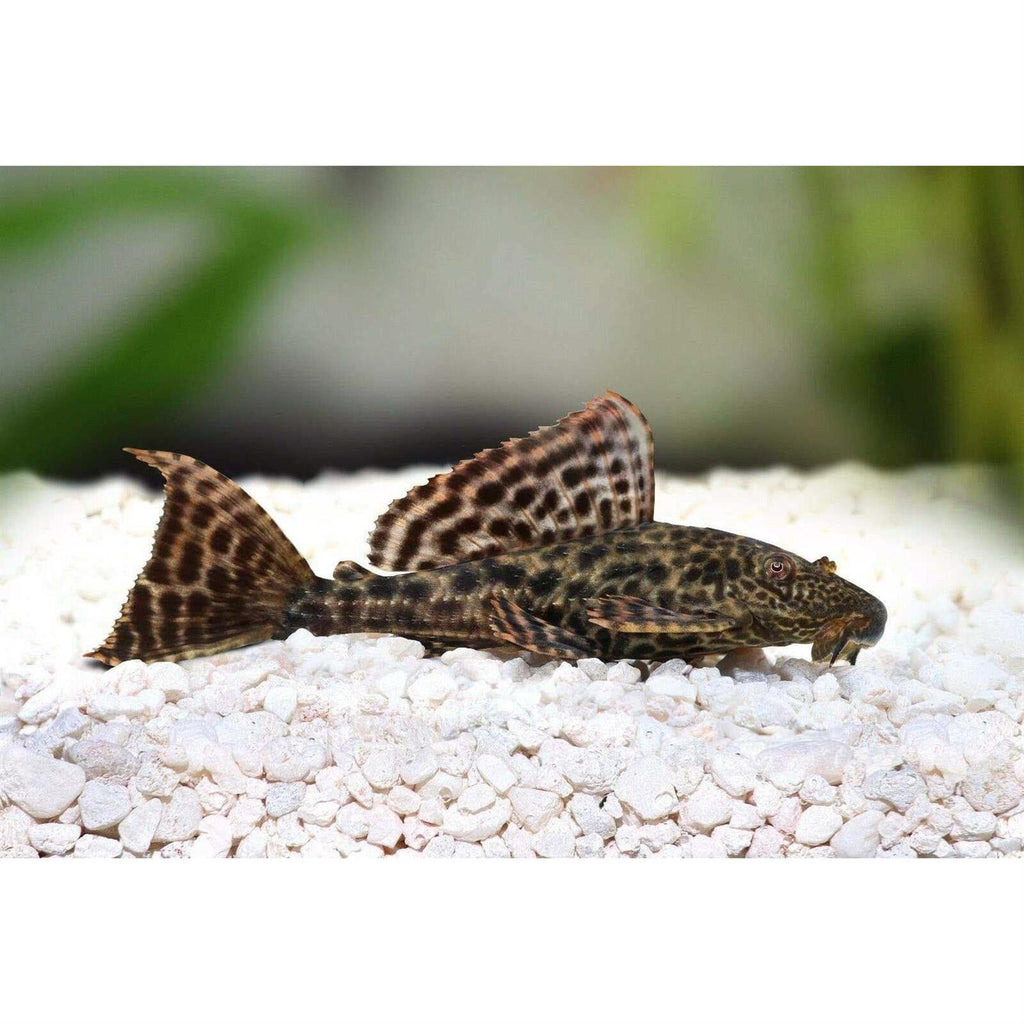 Aquatic Freshwater Snail Food Mix with Calcium B793