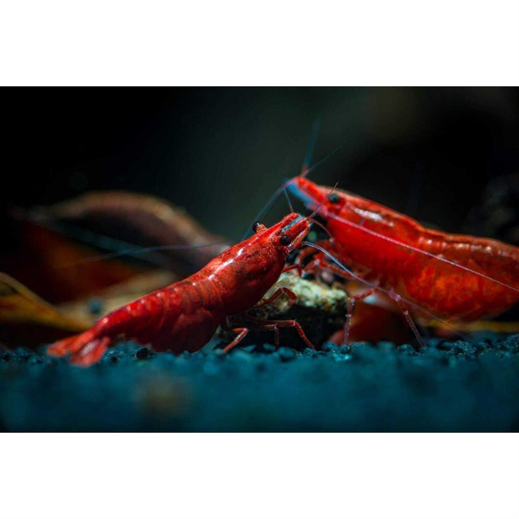 Aquatic Freshwater Snail Food Mix with Calcium B793