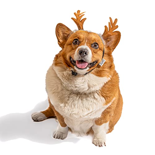 Dog Headband N105478