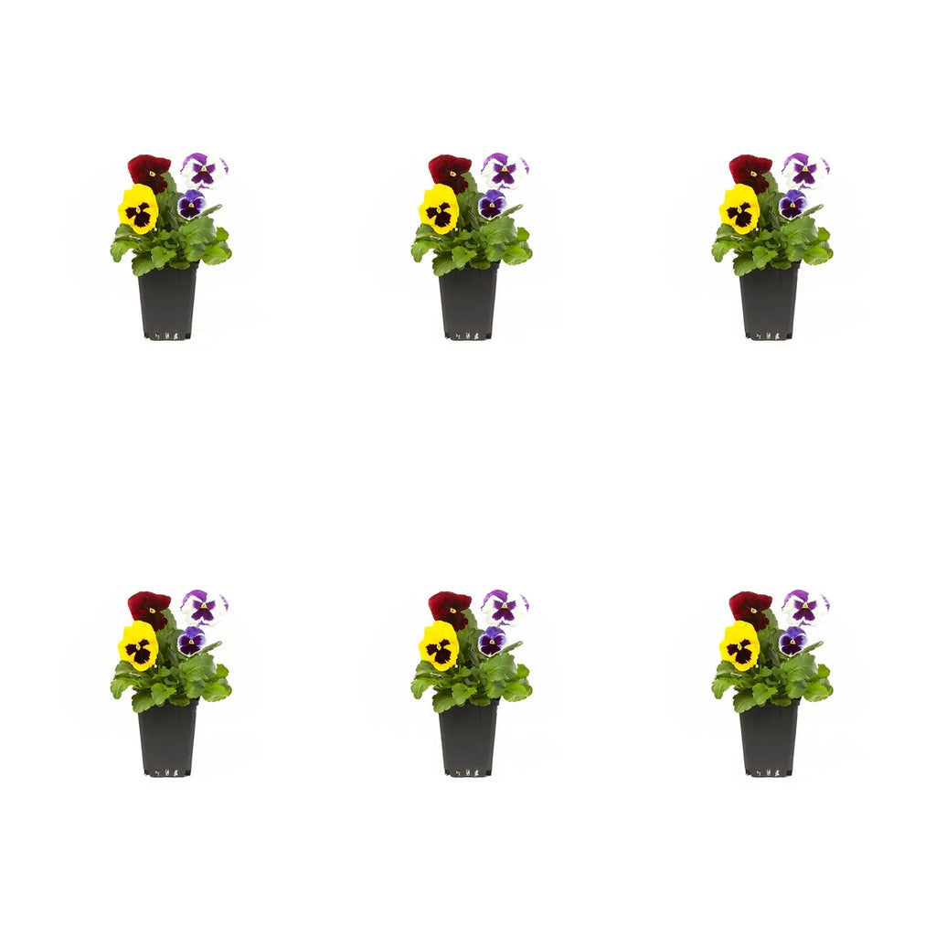 Multicolor Pansy Live Plant Grower Pot 6 Pack L491871