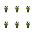 Multicolor Pansy Live Plant Grower Pot 6 Pack L491871