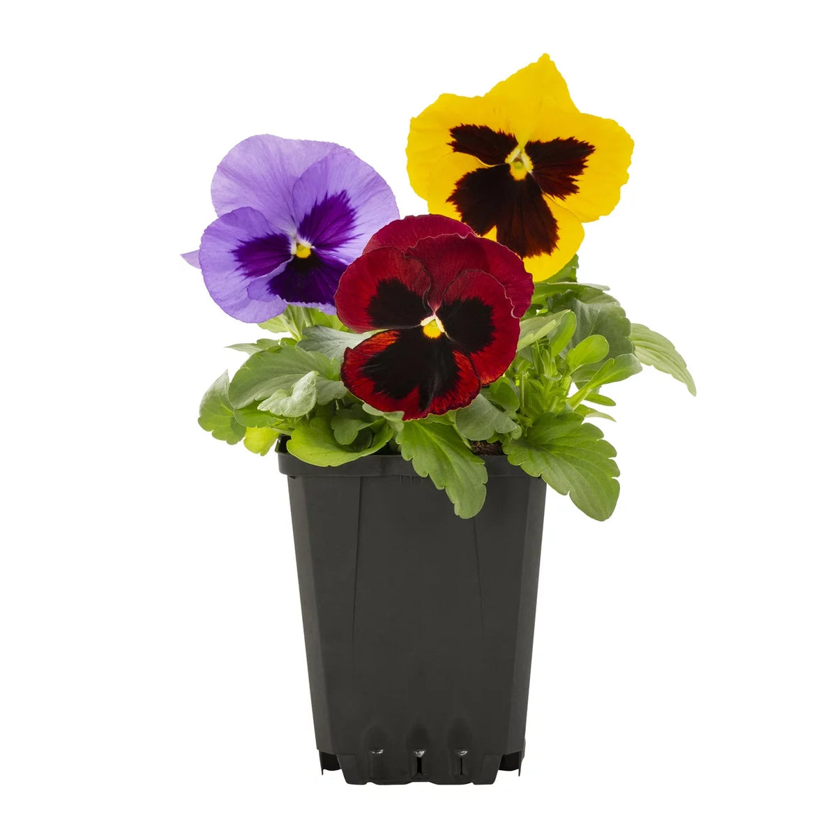 Multicolor Pansy Live Plant Grower Pot 6 Pack L491871