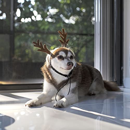 Dog Headband N105478
